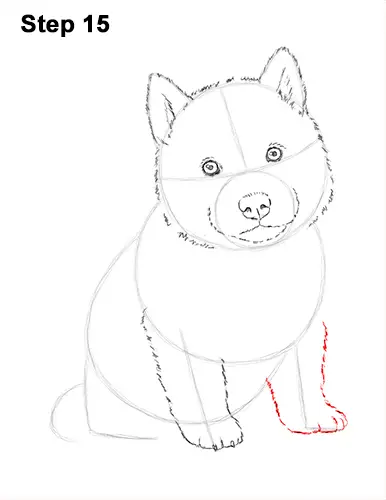 Draw Husky Puppy Dog 15