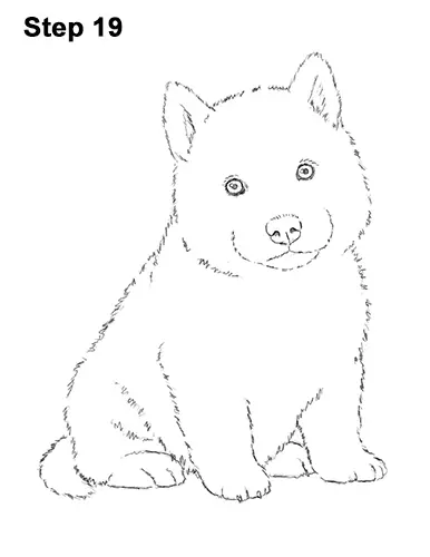 Draw Husky Puppy Dog 19