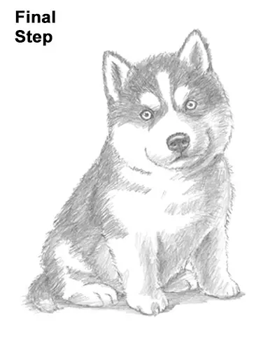 Draw Husky Puppy Dog
