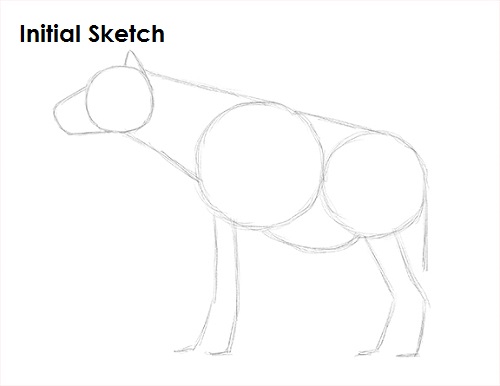 Hyena Drawing Sketch Draw Hyena Sketch