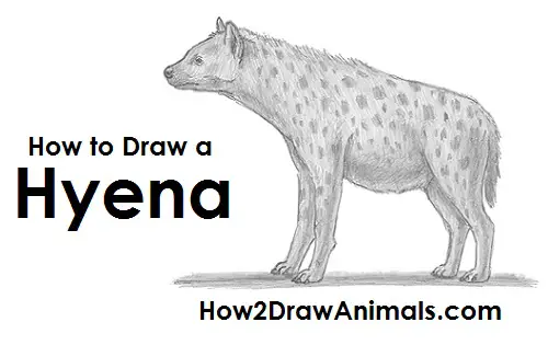 Hyena Drawing Draw Hyena