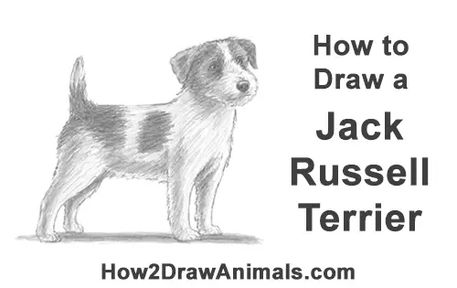 How to Draw a Cute Jack Russell Terrier Puppy Dog