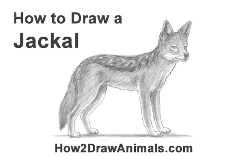 How to Draw a Black Backed Jackal Side