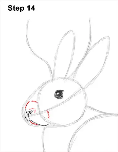 How to Draw a Jackalope Rabbit Antlers 14
