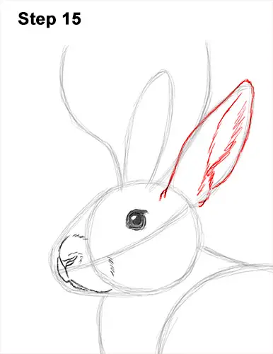 How to Draw a Jackalope Rabbit Antlers 15