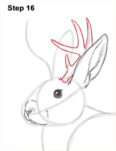 How to Draw a Jackalope Rabbit Antlers 16