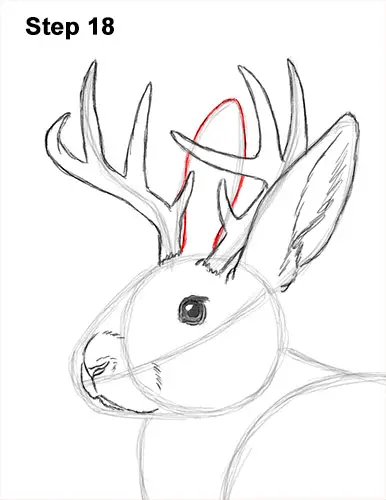 How to Draw a Jackalope Rabbit Antlers 18
