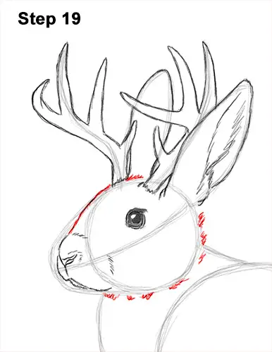 How to Draw a Jackalope Rabbit Antlers 19