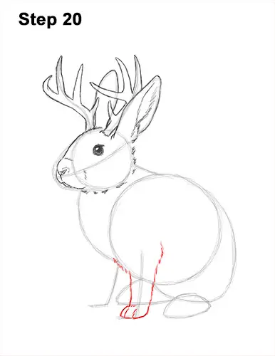 How to Draw a Jackalope Rabbit Antlers 20
