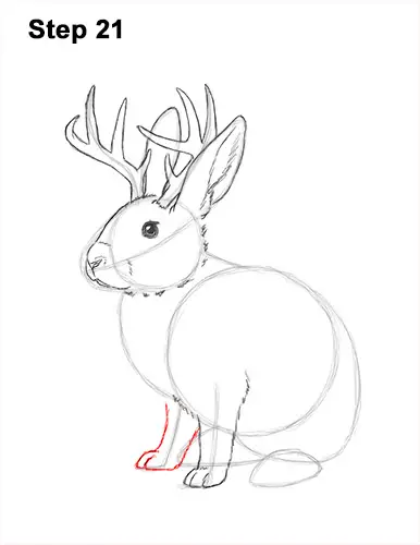 How to Draw a Jackalope Rabbit Antlers 21