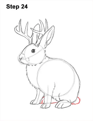 How to Draw a Jackalope Rabbit Antlers 24
