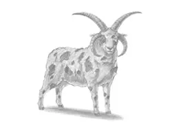 How to Draw a Jacob Sheep Ram Horns