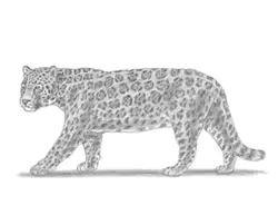 How To Draw A Jaguar Video Step By Step Pictures