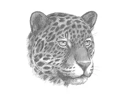 How to Draw a Jaguar Head Detail Portrait