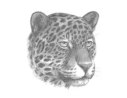 How to Draw a Jaguar Head Portrait Face