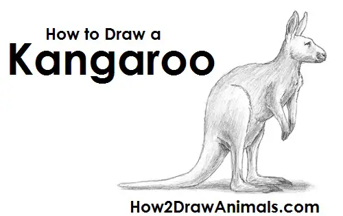Draw Kangaroo