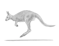 How to Draw a Red Kangaroo Jumping Hopping Leaping
