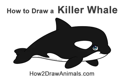 How to Draw a Cute Cartoon Killer Whale Orca Chibi Kawaii
