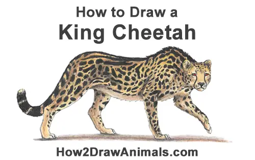 How to Draw a King Cheetah Color Walking