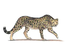 How to Draw a King Cheetah Side Walking