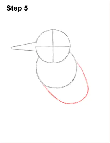 How To Draw A Kingfisher Belted Kingfisher Video Step By Step Pictures