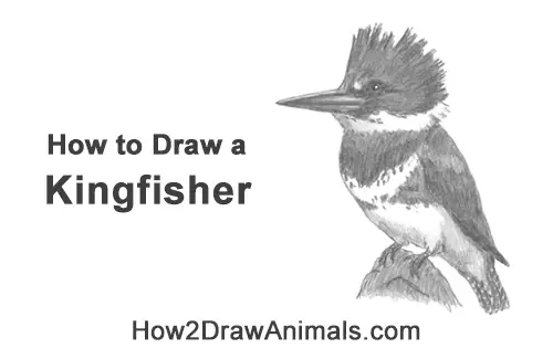 How to Draw a Belted Kingfisher Female