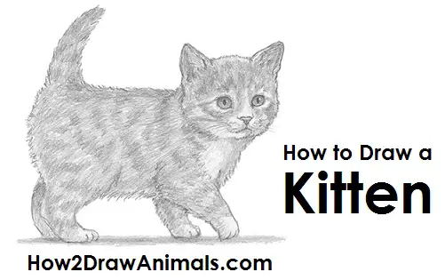 Kitten Drawing Draw Kitten