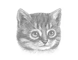 How to Draw a Cat (Tabby Kitten Head Detail)