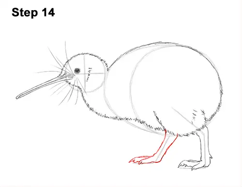 How to Draw a Kiwi Bird