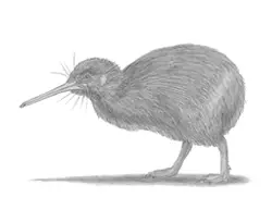 How to Draw a Kiwi Bird