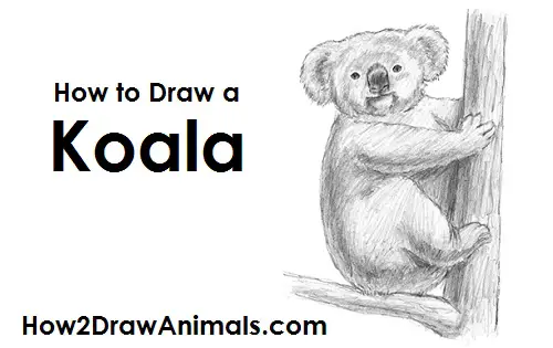 Draw Koala