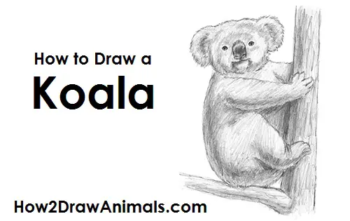 Koala Drawing Draw Koala