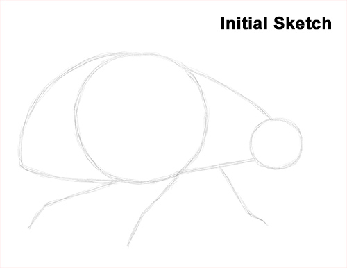 Draw Ladybug Sketch