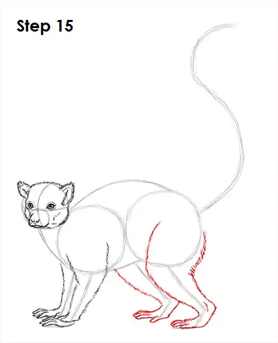 Draw Lemur 15