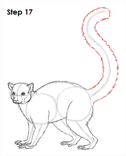 Draw Lemur 17