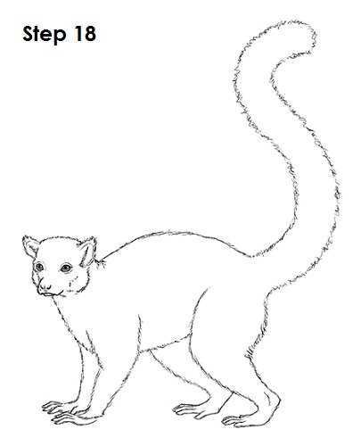 Draw Lemur 18