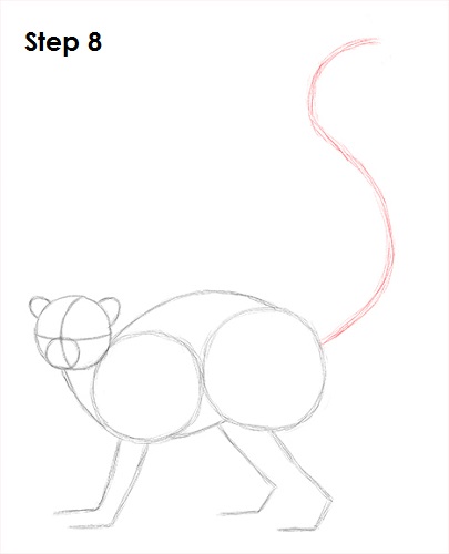 Draw Lemur 8