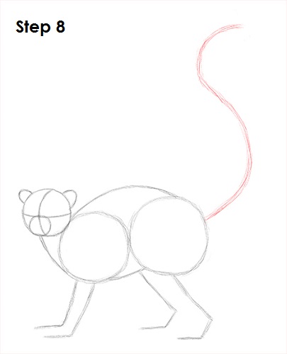Ring-Tailed Lemur Drawing 8 Draw Lemur 8