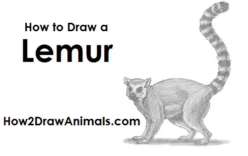 Draw Ring-Tailed Lemur