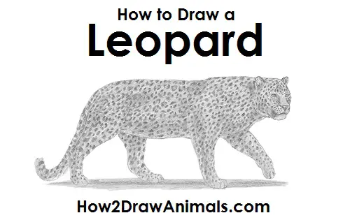 Draw a Leopard Draw Leopard