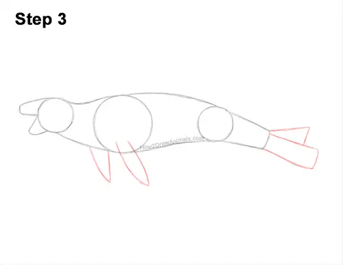 How to Draw a Sea Leopard Seal Side View 3