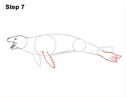 How to Draw a Sea Leopard Seal Side View 7