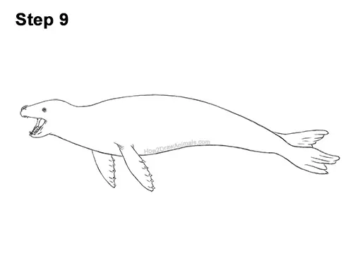 How to Draw a Sea Leopard Seal Side View 9