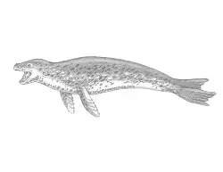 How to Draw a Sea Leopard Seal Side View