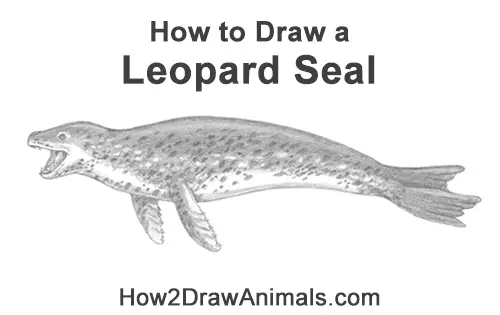 How to Draw a Sea Leopard Seal Side View