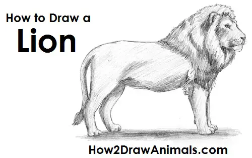 How to Draw a Male Lion Side View Mane