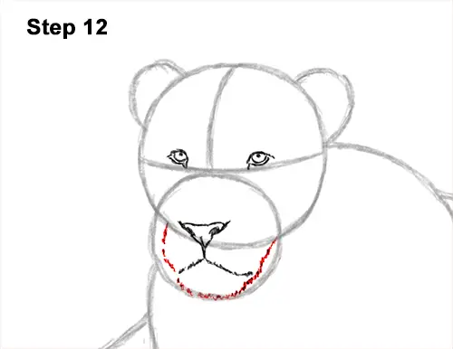 How to Draw a Lion Color Side Laying Lying Down 12