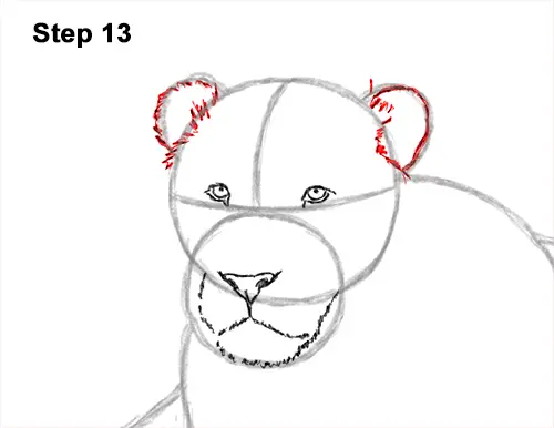 How to Draw a Lion Color Side Laying Lying Down 13