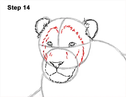 How to Draw a Lion Color Side Laying Lying Down 14
