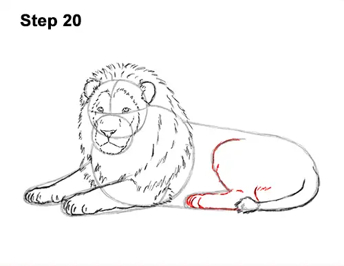 How to Draw a Lion Color Side Laying Lying Down 20